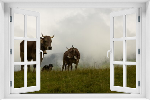 Fototapeta Naklejka Na Ścianę Okno 3D - Almsommer in der Schweiz. Kühe und Kälber auf der Almweide