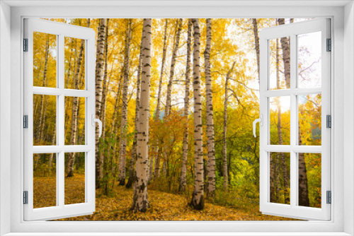 Fototapeta Naklejka Na Ścianę Okno 3D - Beautiful yellow birch forest in autumn