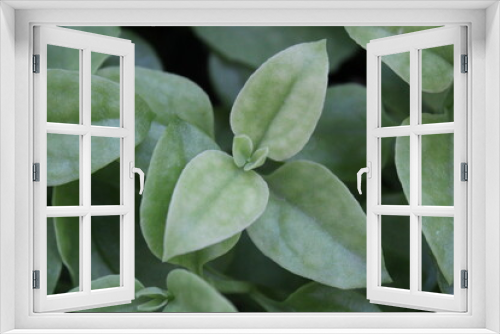 Fototapeta Naklejka Na Ścianę Okno 3D - green leaf plant green blossom leaves