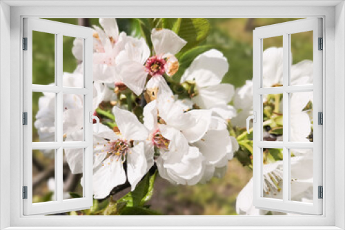 Fototapeta Naklejka Na Ścianę Okno 3D - Close-up of a stalk of cherry blossoms in spring	