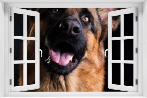 Fototapeta Naklejka Na Ścianę Okno 3D - dogs smiling close up, german shepherd on black background