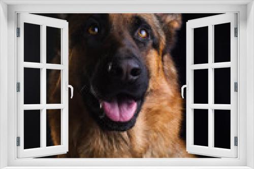 Fototapeta Naklejka Na Ścianę Okno 3D - dogs smiling close up