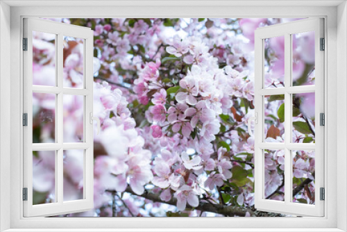 Fototapeta Naklejka Na Ścianę Okno 3D - Beautiful pink blossoming background. Spring blooming branches. Natural scene. Paradise apple tree in nature bright daylight.  Spring feeling. Valentine's day or Mother's day theme.
