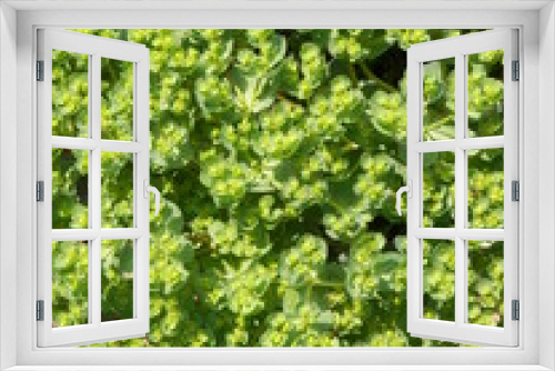 Fototapeta Naklejka Na Ścianę Okno 3D - 鮮やかな緑色のトウダイグサ