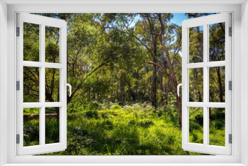 Fototapeta Naklejka Na Ścianę Okno 3D - Araluen bush land in Perth, Western Australia