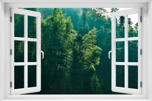 Fototapeta Naklejka Na Ścianę Okno 3D - A quiet forest in the sun