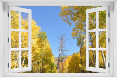 Fototapeta Naklejka Na Ścianę Okno 3D - A pretty country road in California, framed on both sides by trees with colorful fall foliage