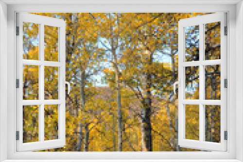Fototapeta Naklejka Na Ścianę Okno 3D - A grove of trees with beautiful orange, yellow and golden fall colors on a bright sunny autumn day in California