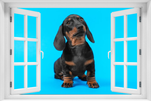Fototapeta Naklejka Na Ścianę Okno 3D - Expressive portrait of cute black and tan dachshund puppy with smart and attentive look on blue background, copy space for advertising text, front view