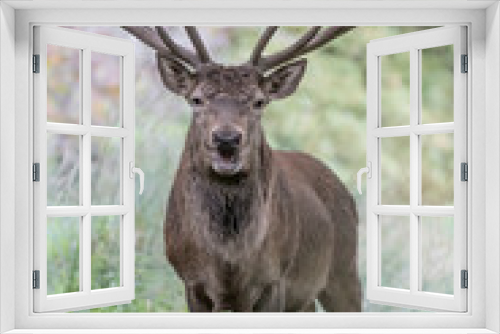 Fototapeta Naklejka Na Ścianę Okno 3D - Face to face with Red deer male dominant (Cervus elaphus)