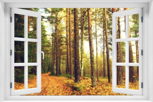 Fototapeta Naklejka Na Ścianę Okno 3D - golden autumn forest landscape, mixed forest view, taiga, nature in october