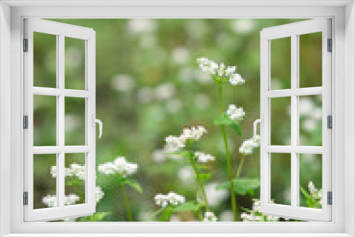 Fototapeta Naklejka Na Ścianę Okno 3D - そばの花