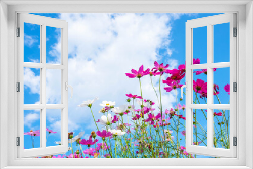 Fototapeta Naklejka Na Ścianę Okno 3D - Cosmos flower background and blue sky