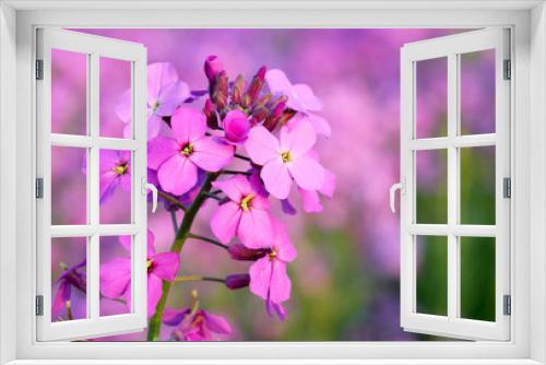 Fototapeta Naklejka Na Ścianę Okno 3D - wild pink phlox flowers in Canada
