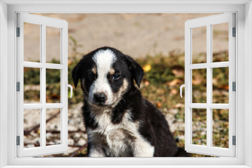 Fototapeta Naklejka Na Ścianę Okno 3D - The puppy of a stray dog. Hungry dog.