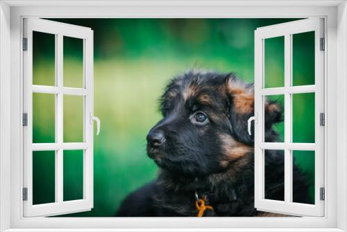 Fototapeta Naklejka Na Ścianę Okno 3D - German shepherd dog posing outside. Happy and healthy dogs	