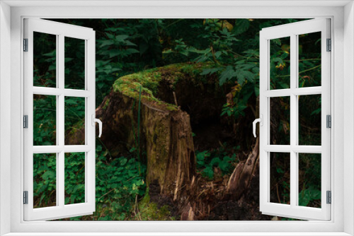 Fototapeta Naklejka Na Ścianę Okno 3D - Old tree stump in woodland, covered with green moss and grass