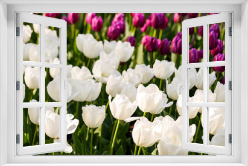 Fototapeta Naklejka Na Ścianę Okno 3D - Photo of beautiful bright pink tulips on a large flower bed in a city garden close-up. Multicolored flower panorama.