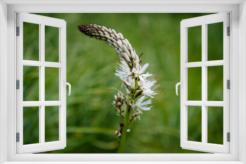 Fototapeta Naklejka Na Ścianę Okno 3D - Protected beautiful White asphodel flower