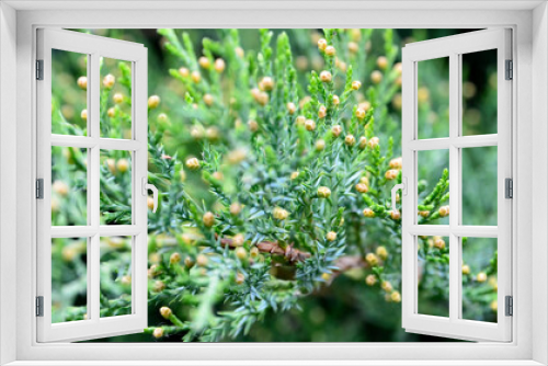 Fototapeta Naklejka Na Ścianę Okno 3D - Juniperus sabina branch as a background close up.Juniper   evergreen Coniferous plant.