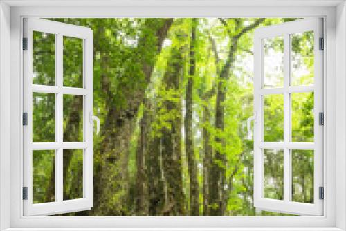 Fototapeta Naklejka Na Ścianę Okno 3D - 森の中のカツラの巨木