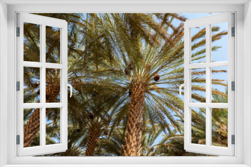 Fototapeta Naklejka Na Ścianę Okno 3D - Palm trees at a date plantation in Al Ula, western Saudi Arabia