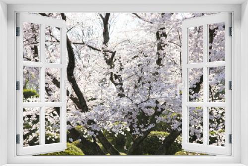 Fototapeta Naklejka Na Ścianę Okno 3D - 桜