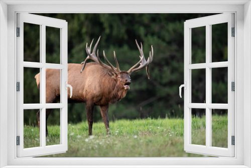 Fototapeta Naklejka Na Ścianę Okno 3D - Bull Elk Portrait 