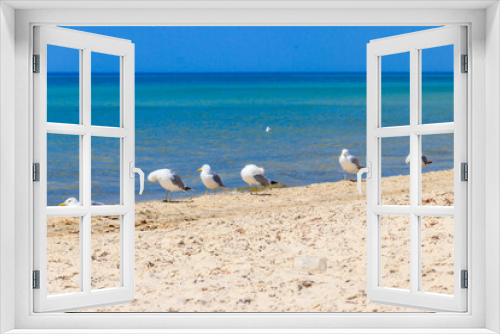 Fototapeta Naklejka Na Ścianę Okno 3D - Seagulls on a sandy beach of the Black sea