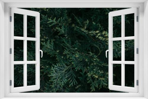 Fototapeta Naklejka Na Ścianę Okno 3D - Dark green coniferous background, selective focus.