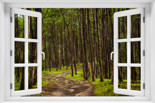 Fototapeta Naklejka Na Ścianę Okno 3D - Forest trail in summer pine forest