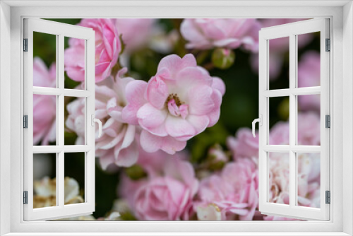 Fototapeta Naklejka Na Ścianę Okno 3D - Rose hips flowers. Detailed macro view. Flowers on a natural background.