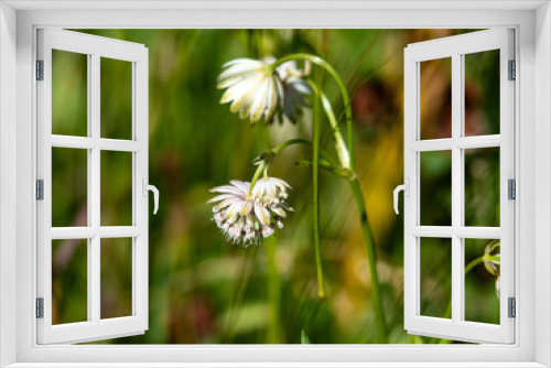 Fototapeta Naklejka Na Ścianę Okno 3D - Alpenblumen, Alpenflora, Blumen Kunst