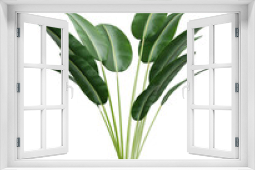 Fototapeta Naklejka Na Ścianę Okno 3D - Decorative houseplant of exotic plant