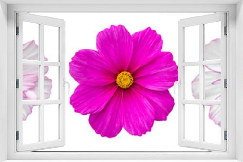 Fototapeta Naklejka Na Ścianę Okno 3D - Cosmos flower blossom entirely isolated on white background. Five summer beautiful pink magenta cosmos flower, isolate design