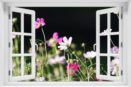Fototapeta Naklejka Na Ścianę Okno 3D - cosmos flower in gardfen