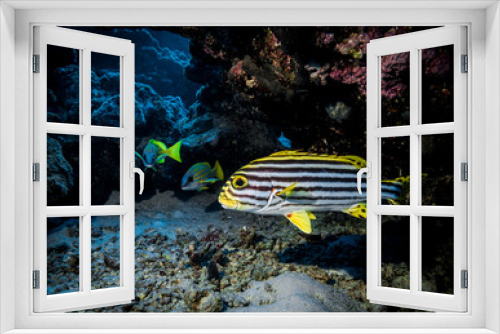 Fototapeta Naklejka Na Ścianę Okno 3D - Sweetlips fish near the reef at the bottom of the Indian ocean in Thailand