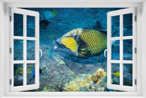 Fototapeta Naklejka Na Ścianę Okno 3D - Titan triggerfish in the Indian ocean