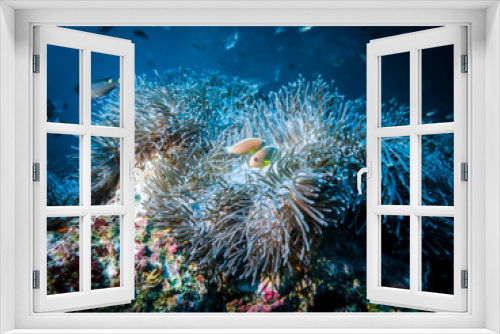 Fototapeta Naklejka Na Ścianę Okno 3D - Actinia (Heteractis Aurora) and anemone fish living in it in the Indian ocean