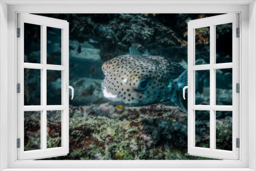 Fototapeta Naklejka Na Ścianę Okno 3D - Burrfish at the bottom of the Indian ocean
