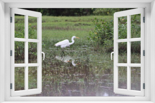 Fototapeta Naklejka Na Ścianę Okno 3D - great blue heron