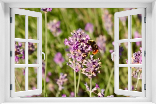 Fototapeta Naklejka Na Ścianę Okno 3D - bee on lavender