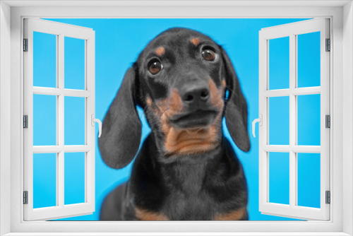 Fototapeta Naklejka Na Ścianę Okno 3D - Portrait of cute dachshund puppy with smart look on blue background, front view, copy space for advertising text. Performance of purebred dogs.