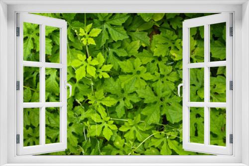 Fototapeta Naklejka Na Ścianę Okno 3D - Young watermelon plants 