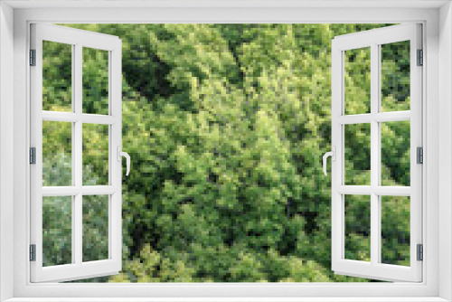 Fototapeta Naklejka Na Ścianę Okno 3D - green tree crown texture top view