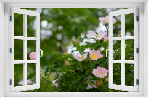 Fototapeta Naklejka Na Ścianę Okno 3D - Green bush of blooming rose hips. Pink flowers in the garden