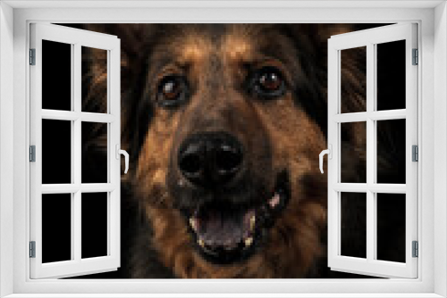 Fototapeta Naklejka Na Ścianę Okno 3D - German Shepherd Dog