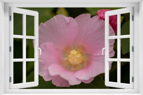 Fototapeta Naklejka Na Ścianę Okno 3D - 一輪の花