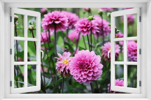 Fototapeta Naklejka Na Ścianę Okno 3D - pink dahlias flowers close up