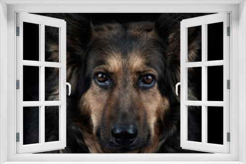 Fototapeta Naklejka Na Ścianę Okno 3D - German Shepherd Dog